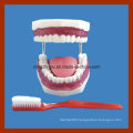 Standard Training Tooth Brushing Dental Care Model